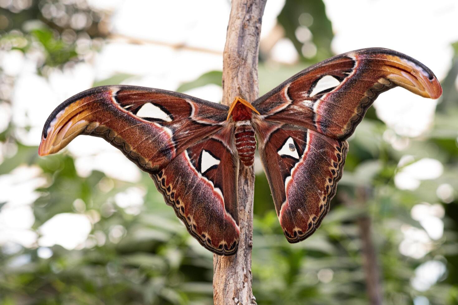 gigante Atlas traça é uma borboleta chegando Fora só às noite foto