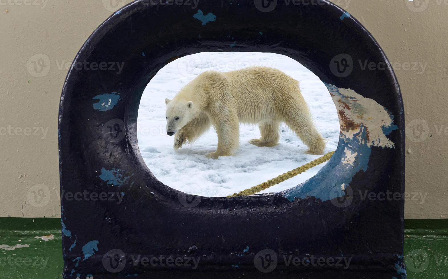 roaming polar urso, Ursus marítimo, visto através a abertura dentro do navio área coberta, Svalbard arquipélago, Noruega foto