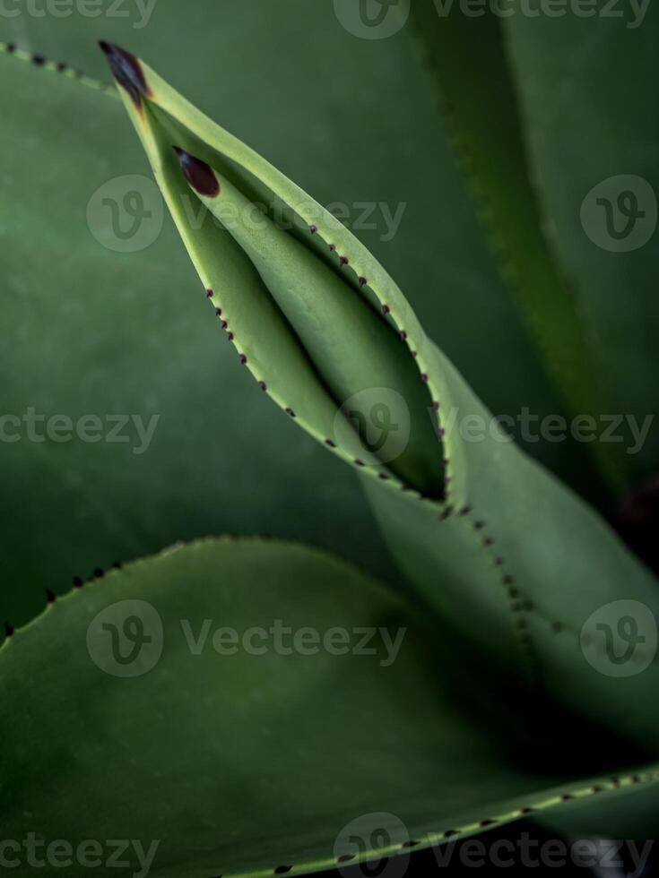 close-up de planta suculenta, espinho e detalhe nas folhas da planta de agave foto