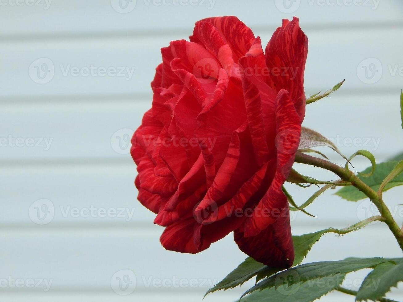 a haste do uma rosa plantar curvas debaixo a peso do uma exuberante vermelho flor foto