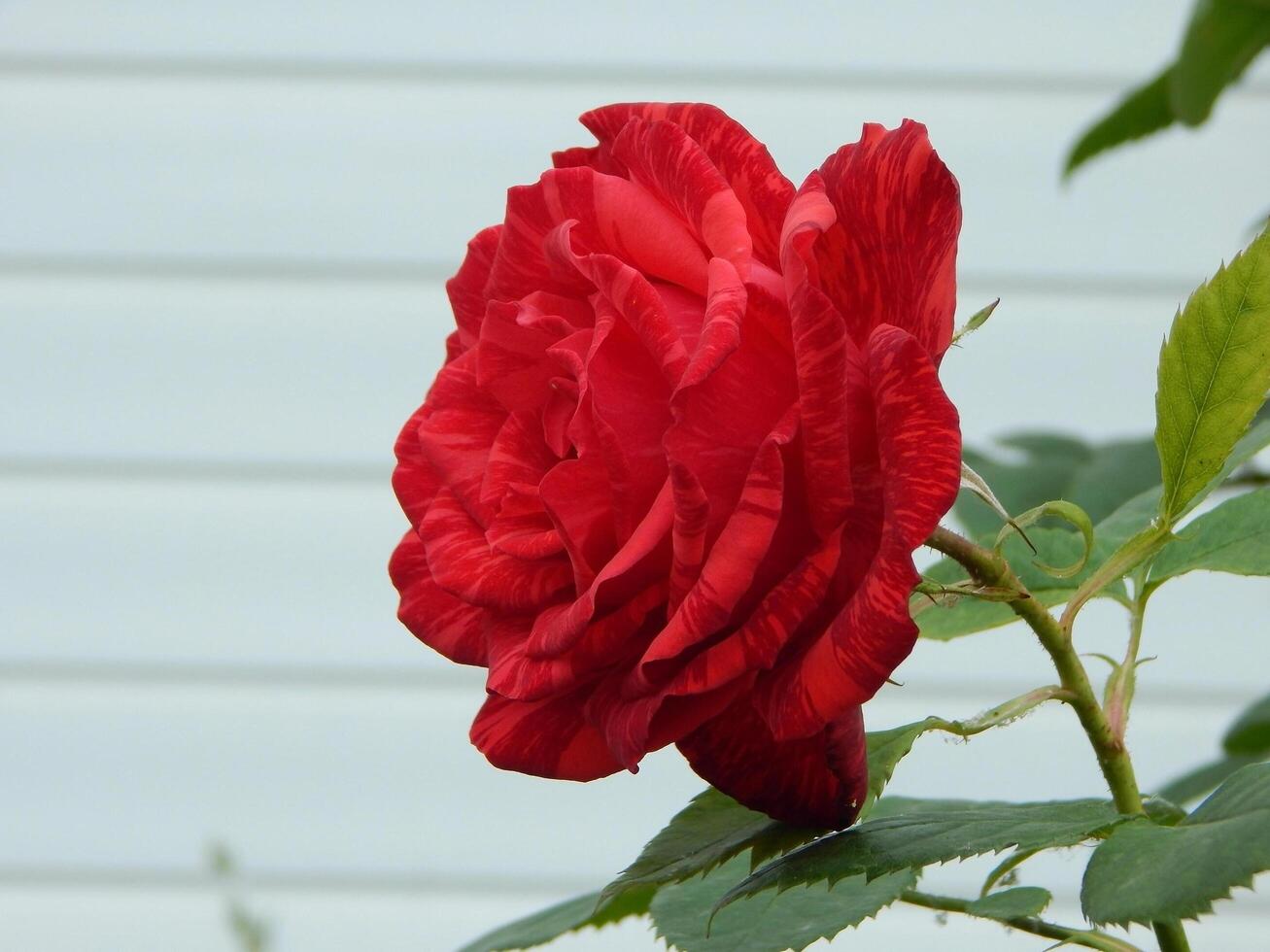 exuberante florescendo vermelho rosa flor em uma haste com espinhos às casa jardim perto branco casa foto