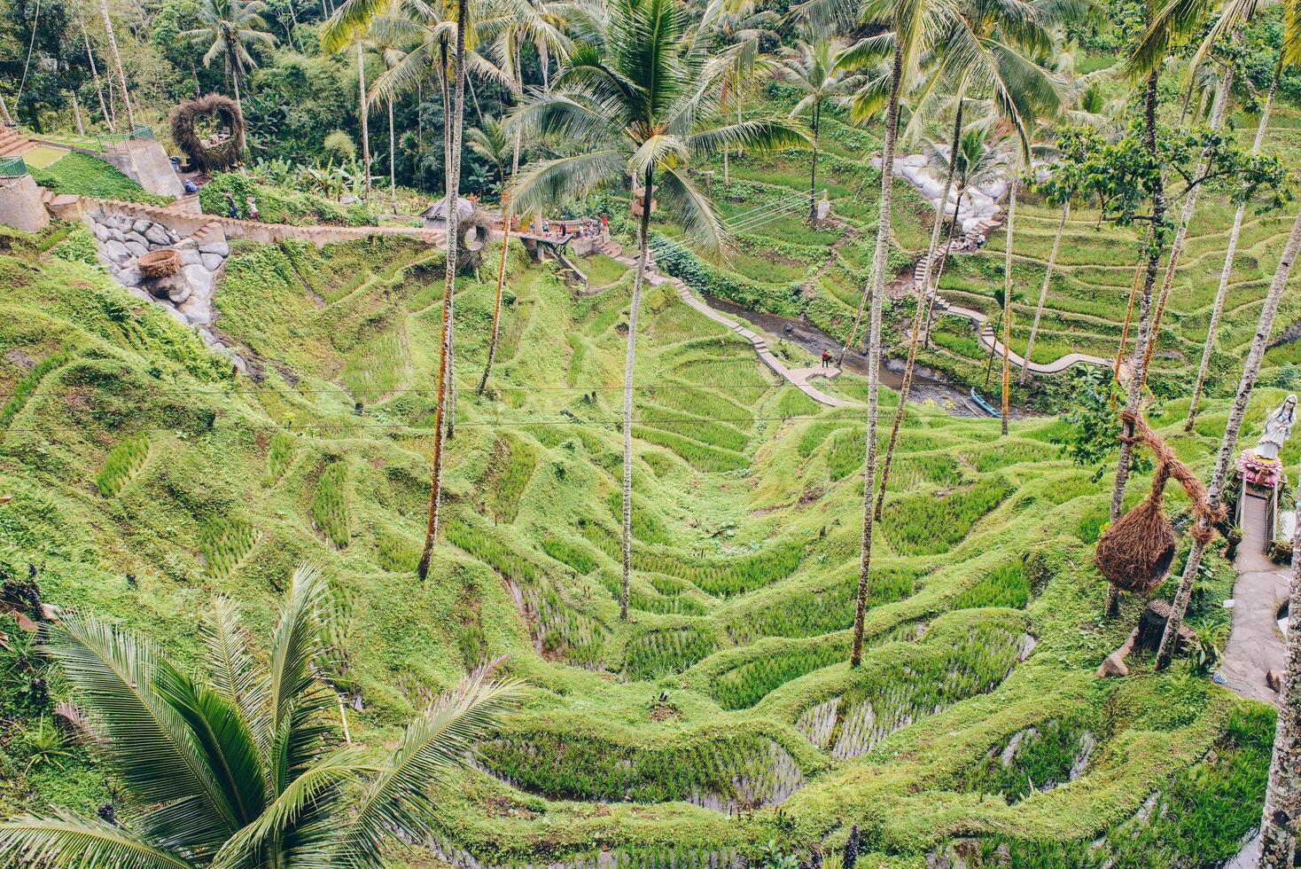 a lindo arroz campo terraços dentro a selva do ubud, bali ilha do Indonésia. foto