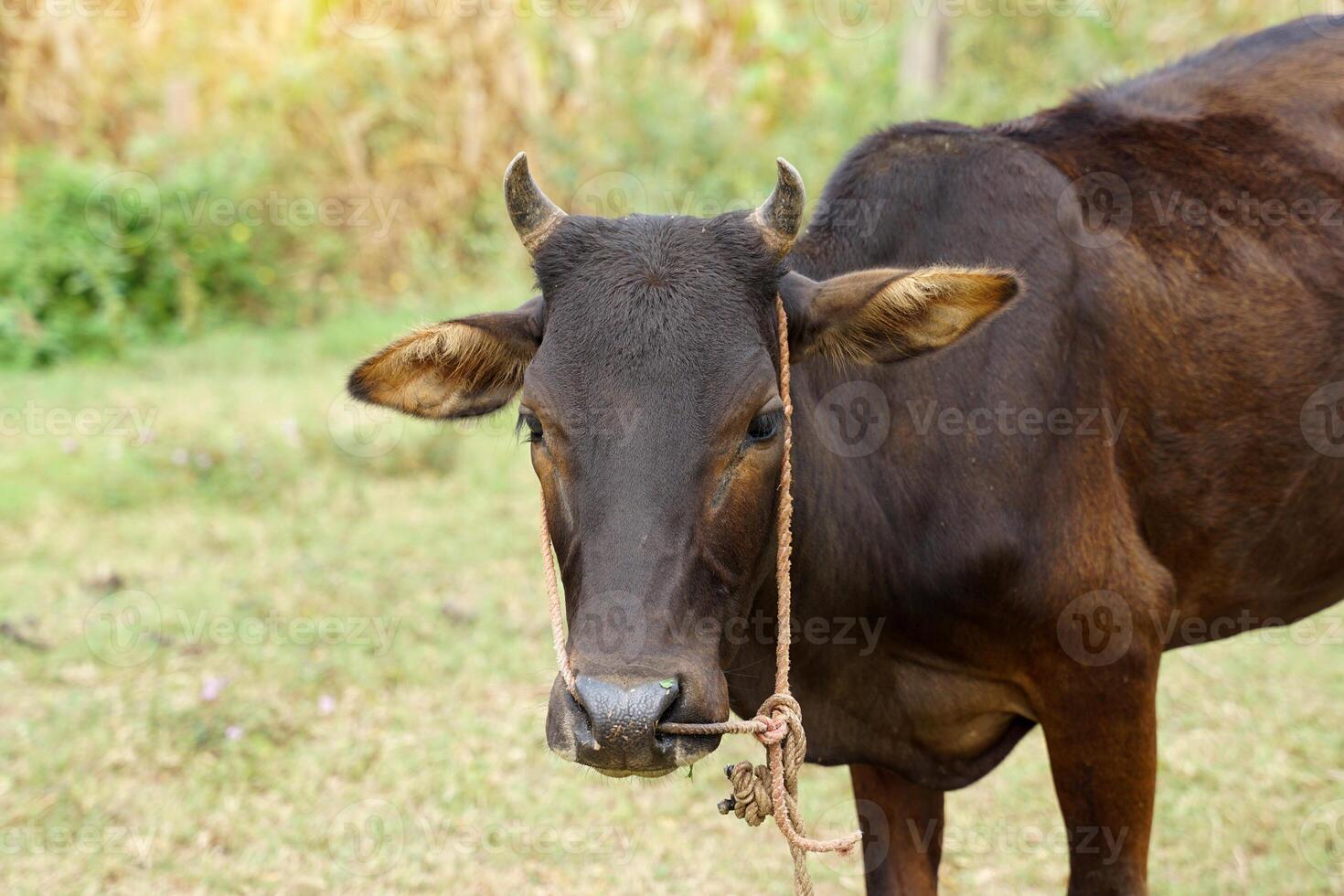 tailandês nativo gado elas estão gado este estão fácil para elevação. pequeno corpo, muitos cores tal Como vermelho, preto, marrom, pequeno corcunda, fino pescoço barbela, não pele debaixo a barriga. foto