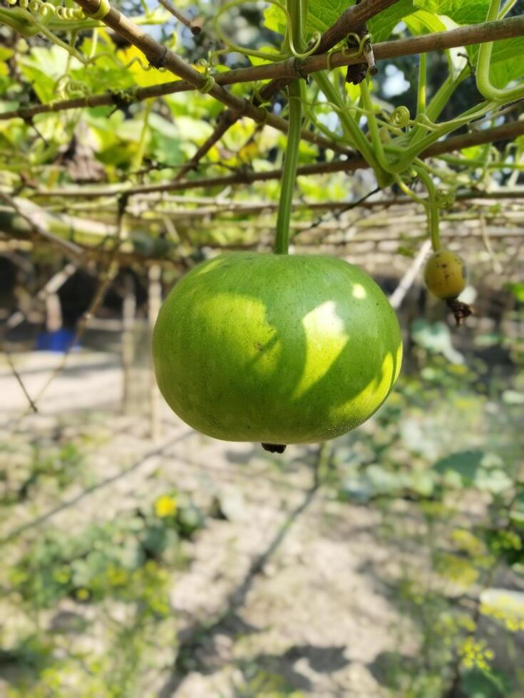 uma verde fruta suspensão a partir de uma árvore dentro uma jardim foto