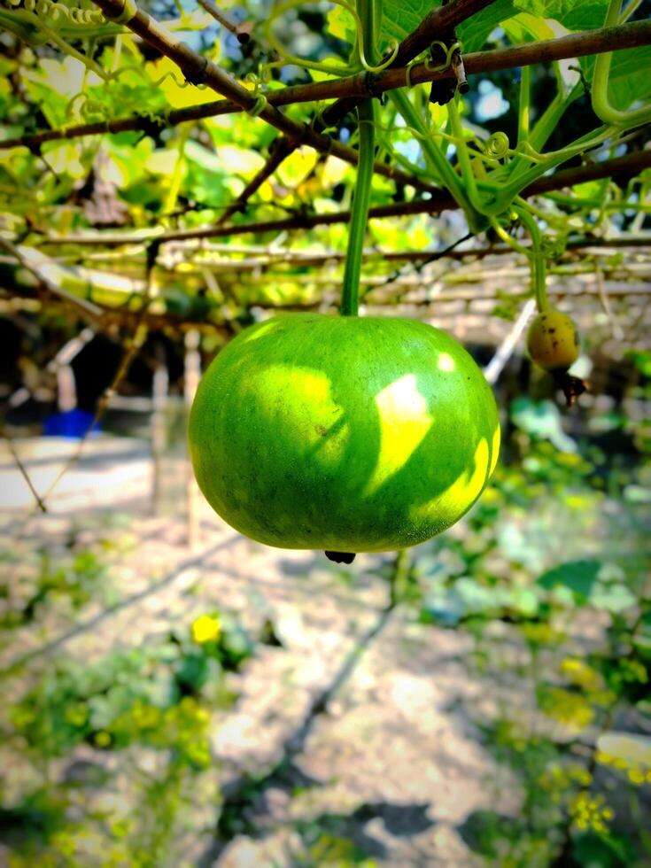 uma verde fruta suspensão a partir de uma árvore dentro uma jardim foto