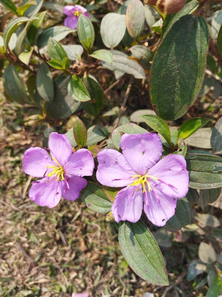 roxa flores crescendo em a terra perto uma sujeira estrada foto