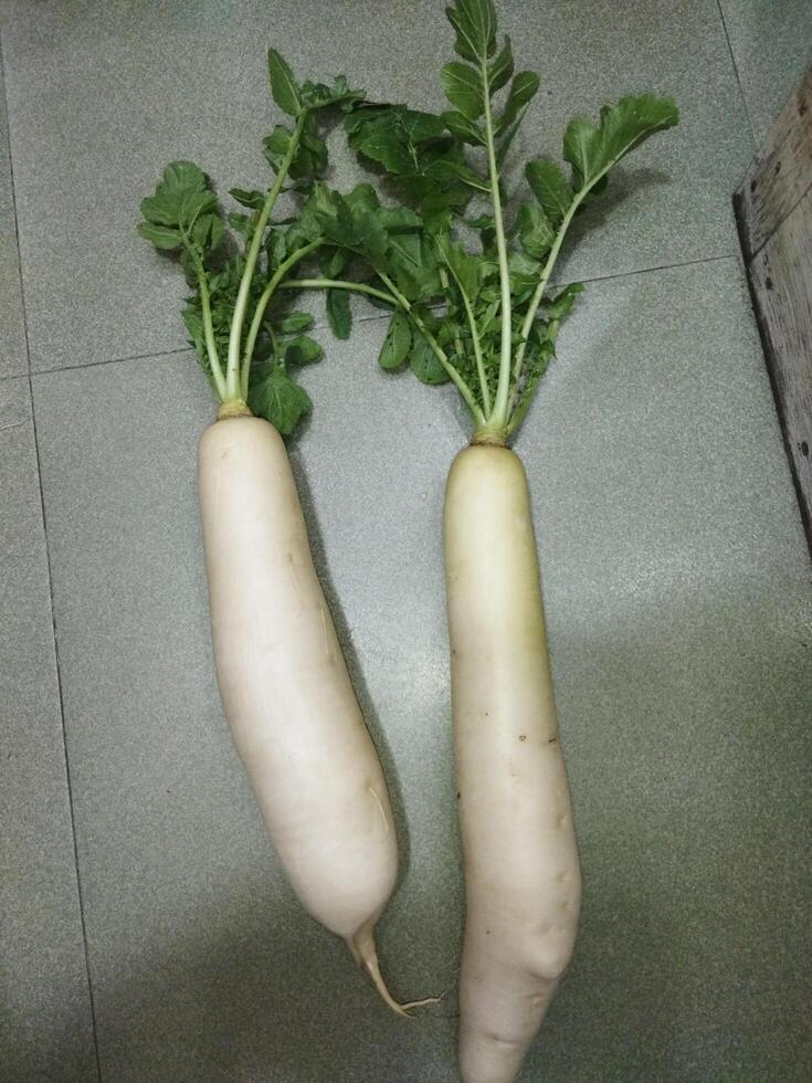 dois branco rabanetes sentado em topo do uma mesa foto