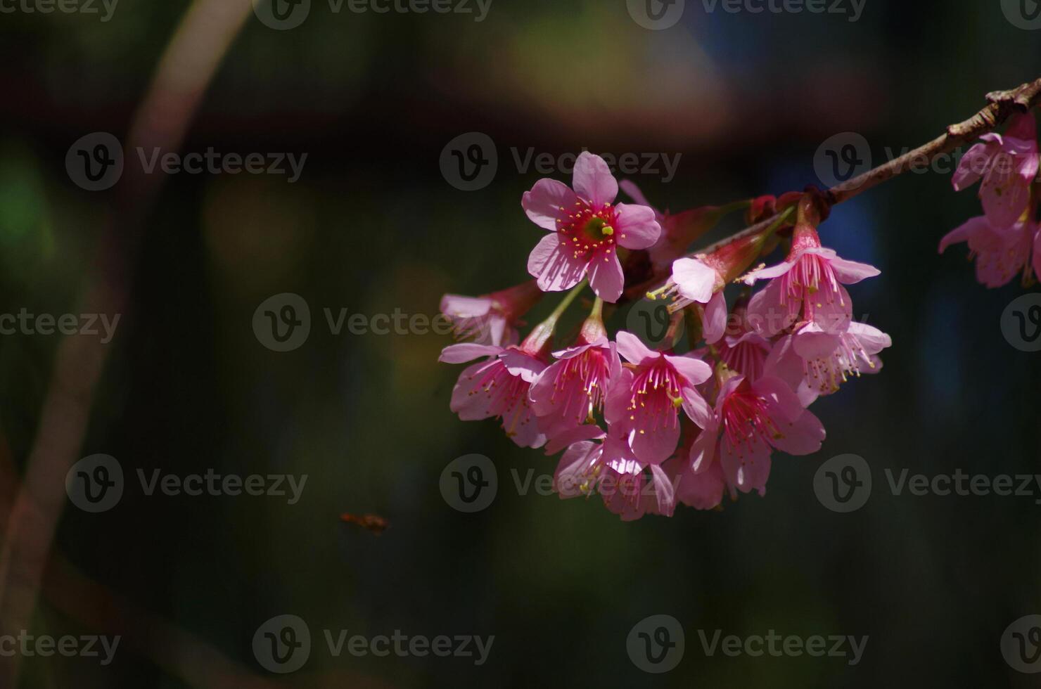 phaya suéa krong flor uma fechar-se do uma Rosa flor com uma derretido fundo foto