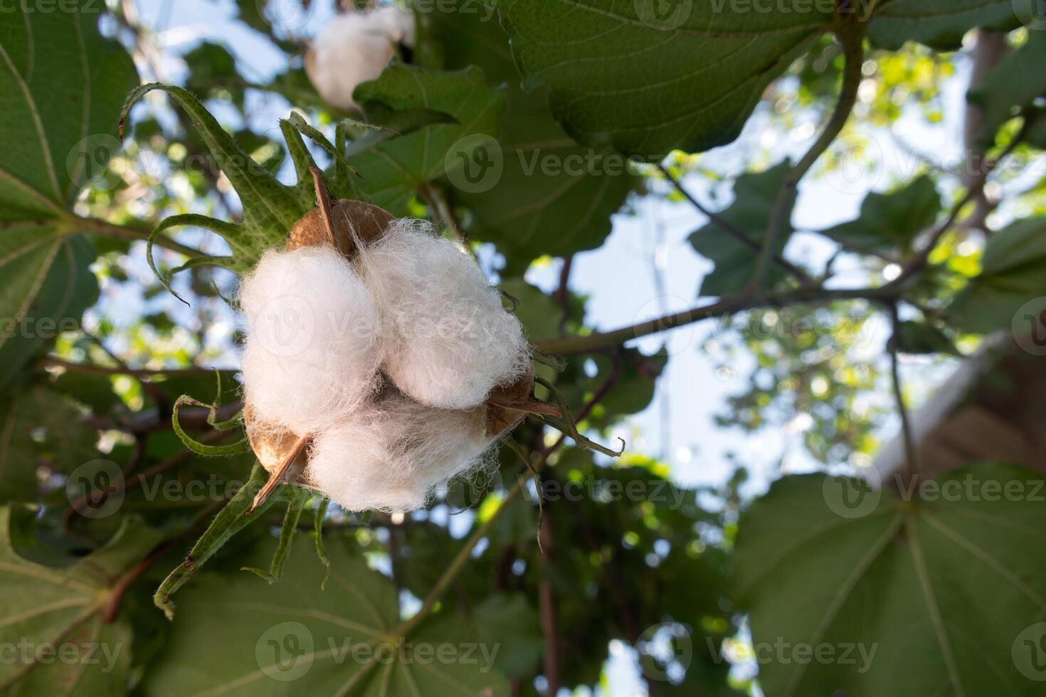 fofoca arbóreo, algodão plantar, com espaço para texto foto