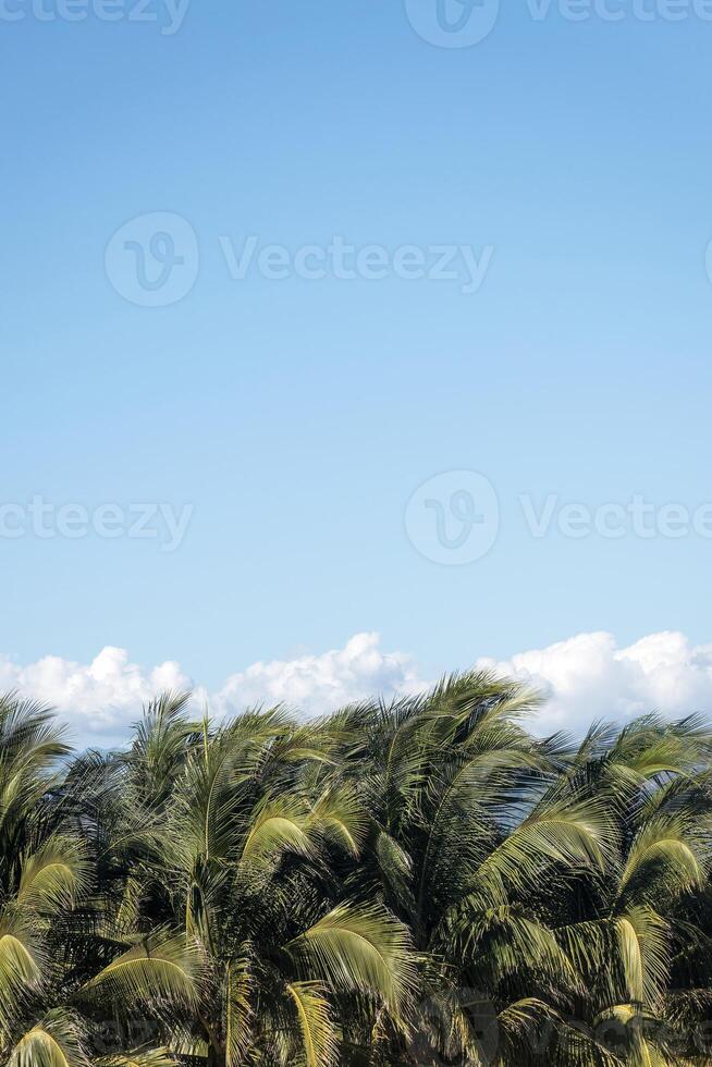 de praia panorama com coco Palma árvores, cocos nucífera, céu dentro a fundo e espaço para texto foto