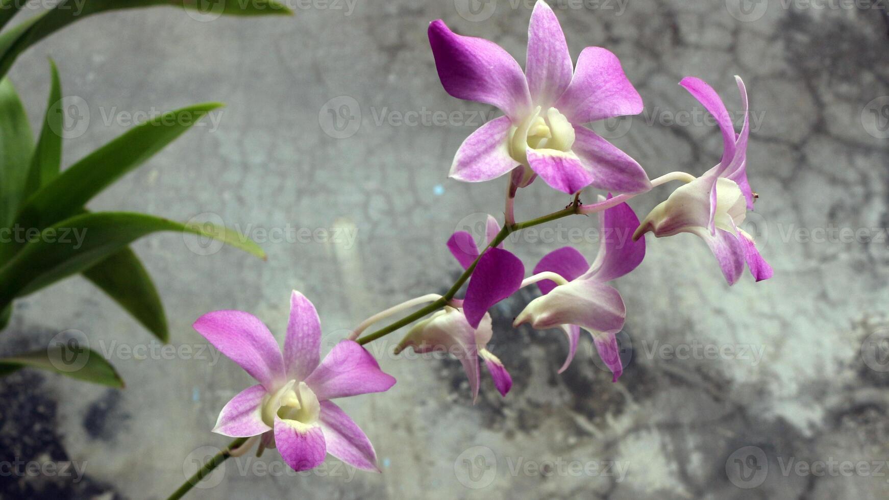 fechar acima Visão do roxa flores foto