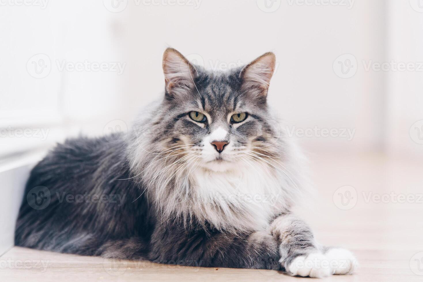 grande gato com verde olhos e cinzento pele deitado em a chão foto