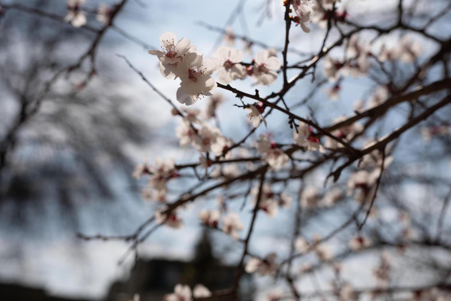 uma árvore com branco flores dentro a Primavera foto