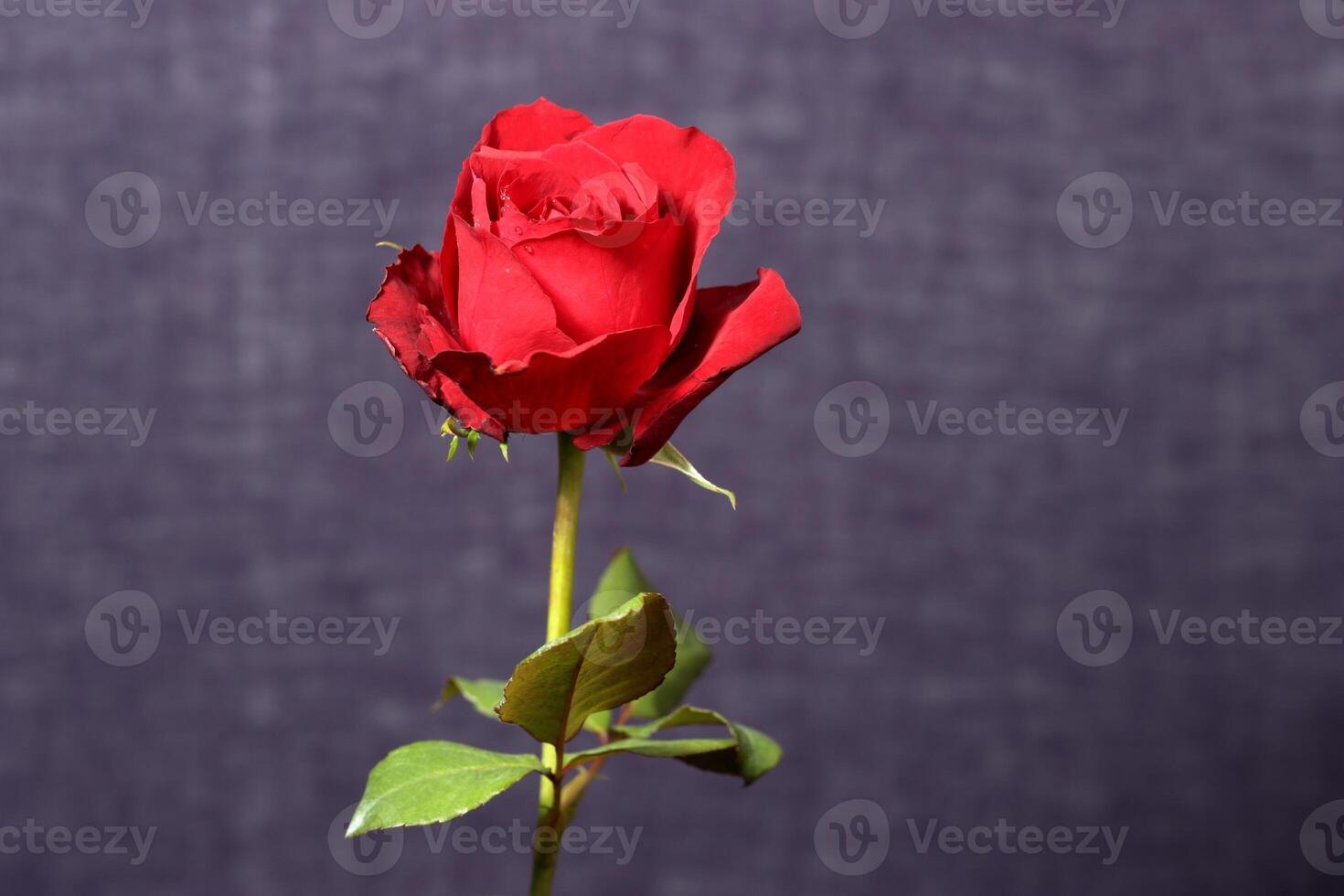 vermelho rosa isolado em textura fundo foto