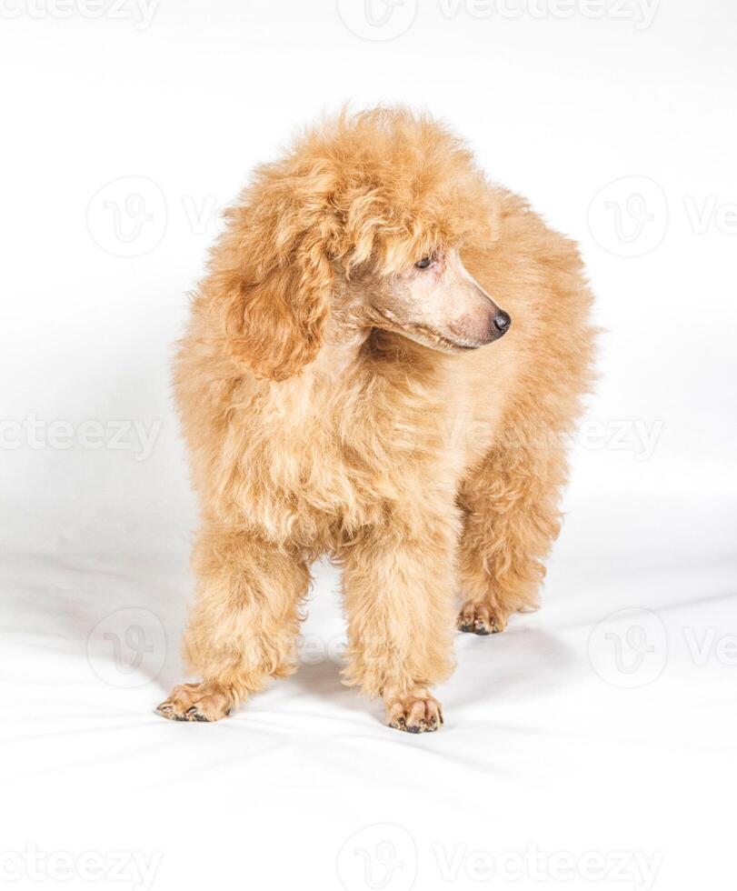 retrato de cachorrinho poodle de damasco em um fundo branco foto