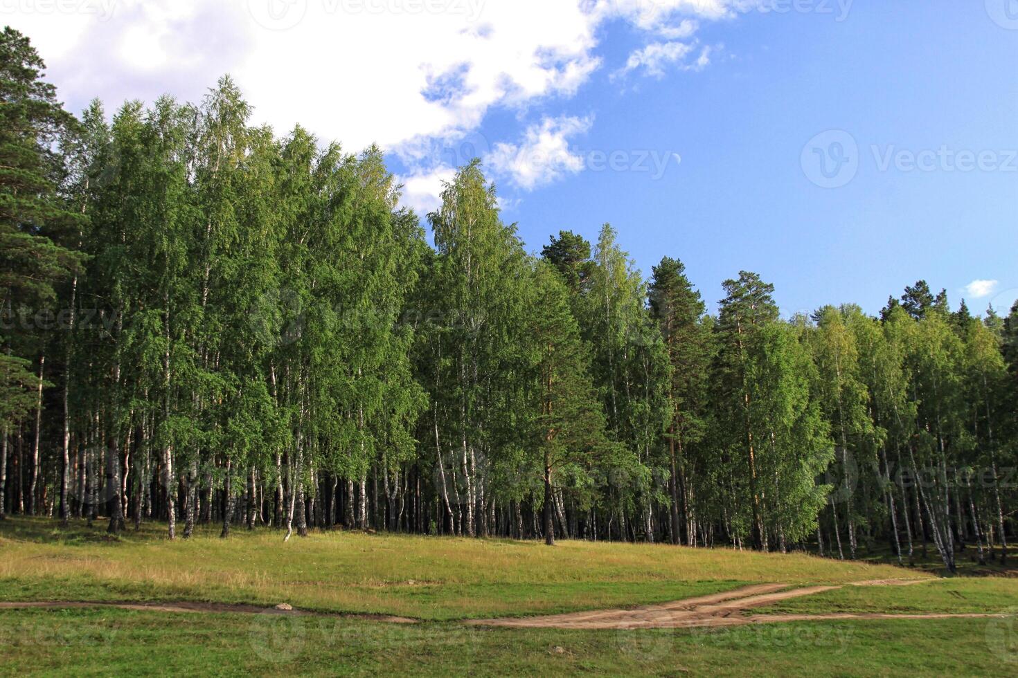 lindo floresta panorama foto