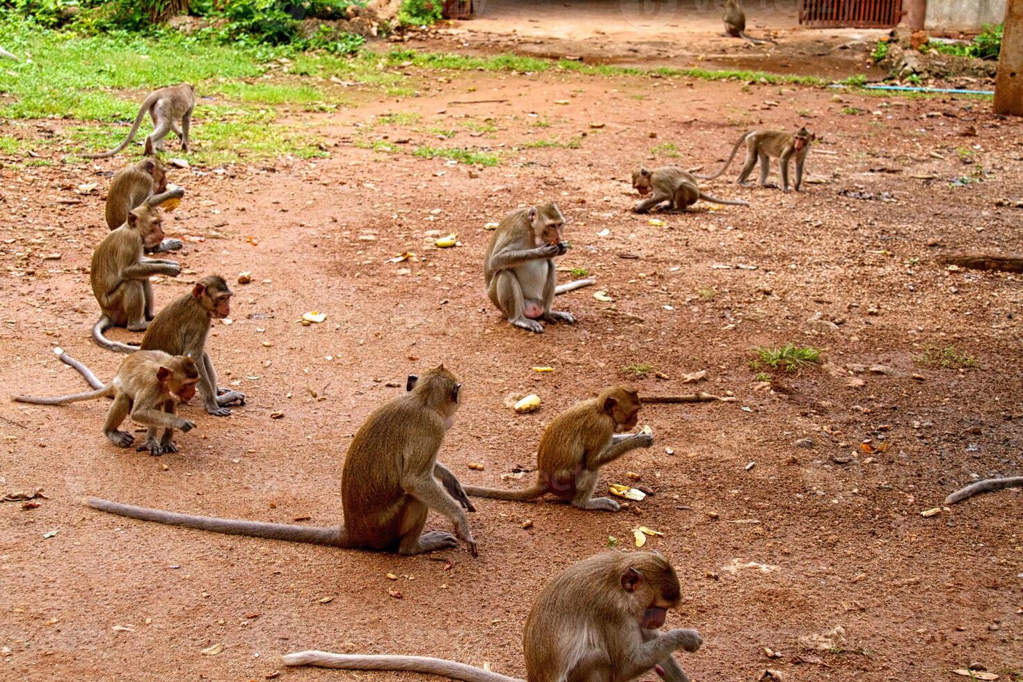 macaco na selva da tailândia foto