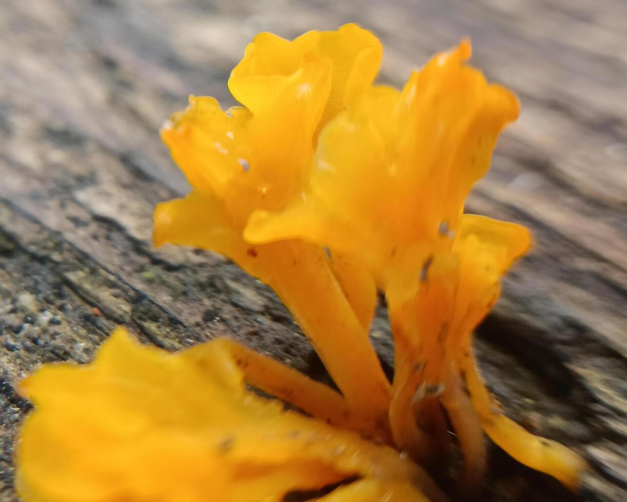 uma amarelo cogumelo foto