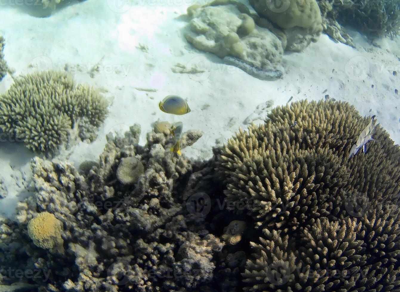 embaixo da agua foto do pálido corais com peixe às a Maldivas.