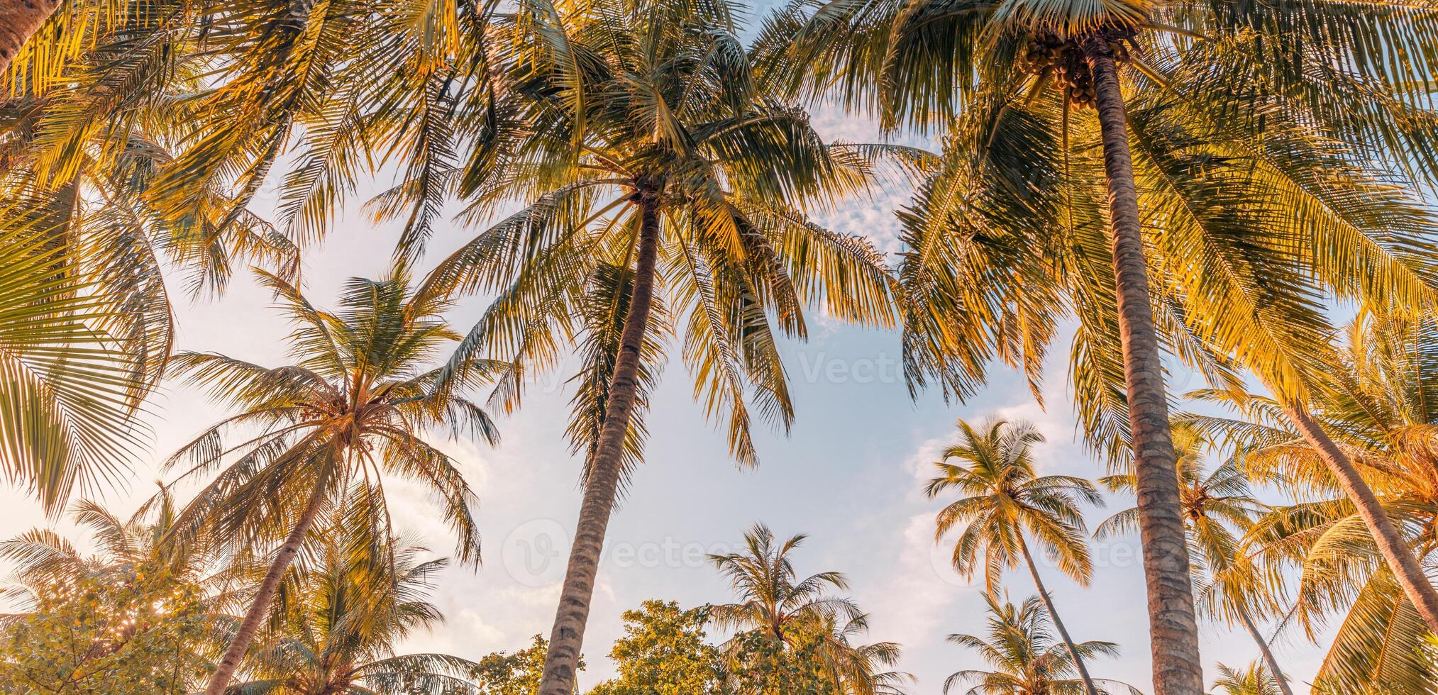 vibrações românticas de palmeira tropical com luz do sol no fundo do céu. folhagem exótica do sol ao ar livre, closeup natureza paisagem. coqueiros e sol brilhando sobre o céu brilhante. verão primavera natureza foto