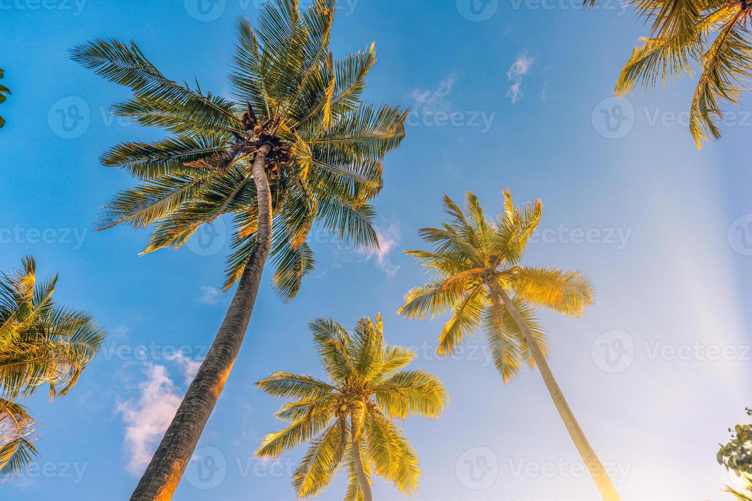 sereno tranquilo tropical árvores fundo conceito. coco Palmeiras pacífico pôr do sol céu. exótico pitoresco natureza, colorida folhas, natural panorama. verão tropical ilha feriado ou período de férias padronizar foto