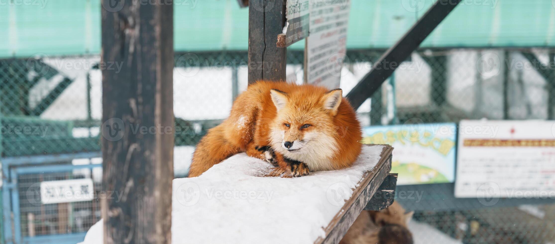 fofa Raposa em neve dentro inverno estação às zao Raposa Vila, miyagi prefeitura, Japão. ponto de referência e popular para turistas atração perto Sendai, Tohoku região, Japão. viagem e período de férias conceito foto