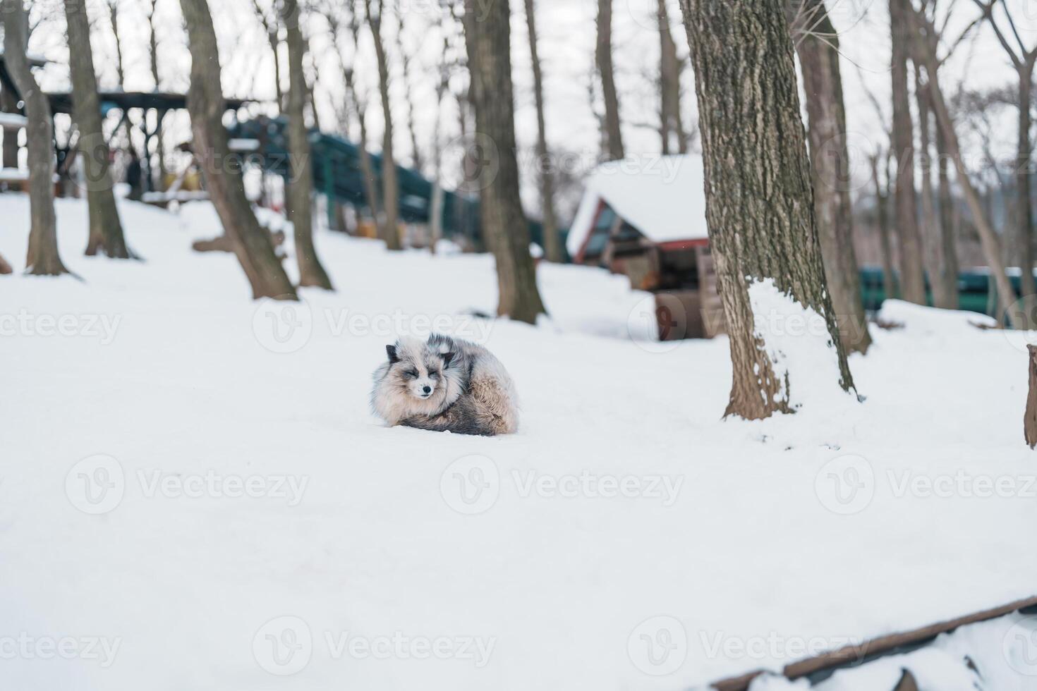 fofa Raposa em neve dentro inverno estação às zao Raposa Vila, miyagi prefeitura, Japão. ponto de referência e popular para turistas atração perto Sendai, Tohoku região, Japão. viagem e período de férias conceito foto