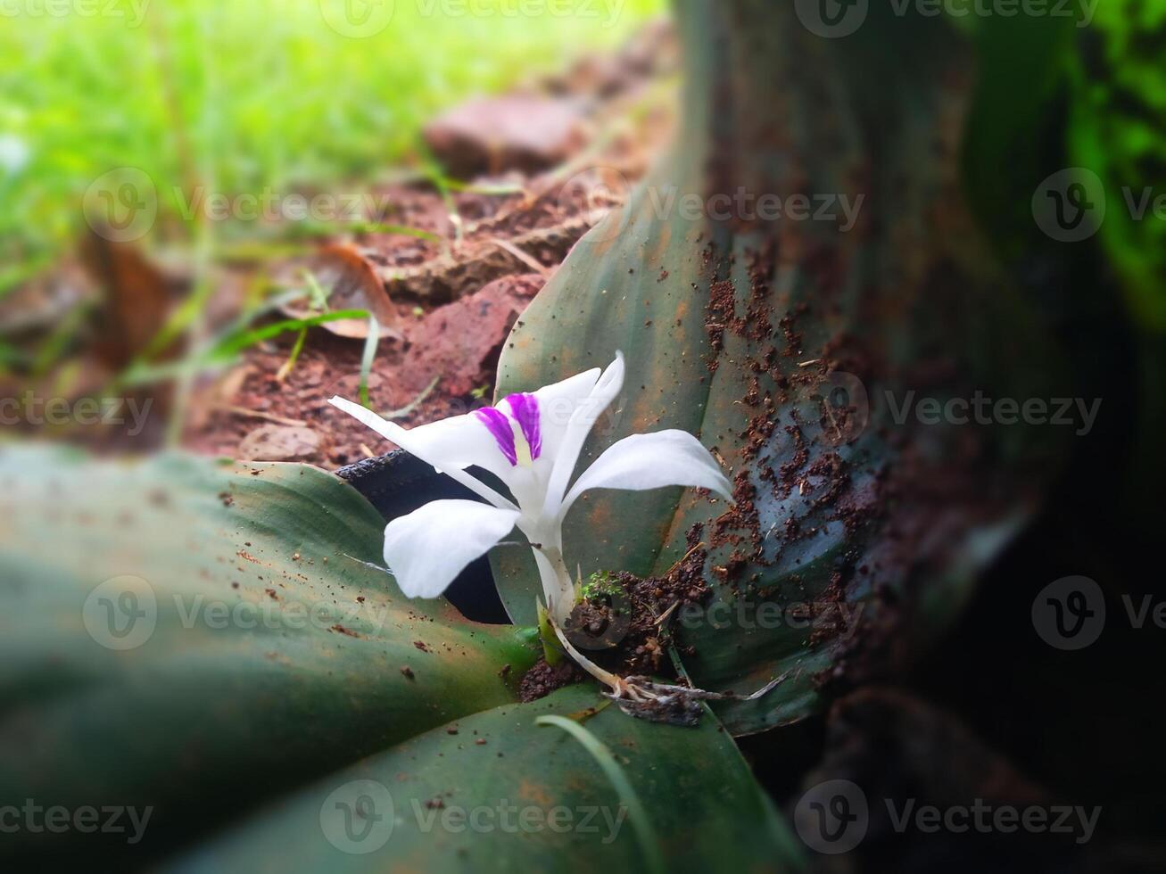 lado Visão do crescendo flor broto foto