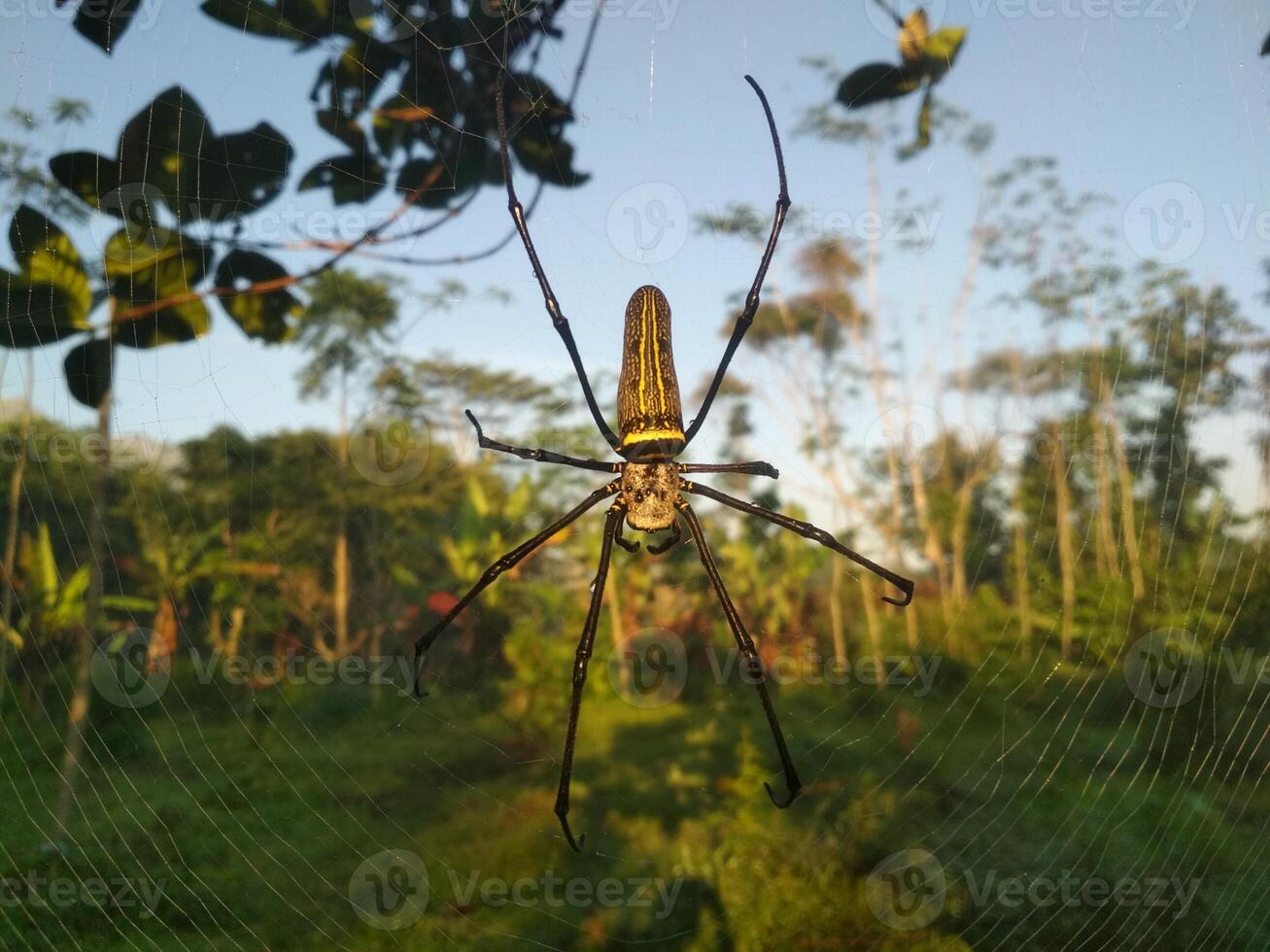 tropical aranha dentro Está rede com borrado fundo foto