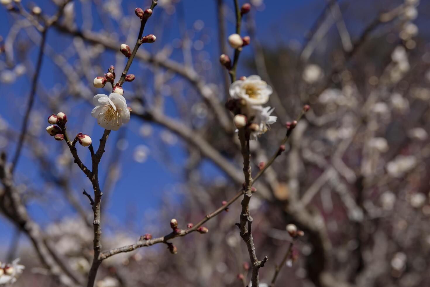 branco ameixa flores às atami ameixa parque dentro shizuoka dia fechar acima foto