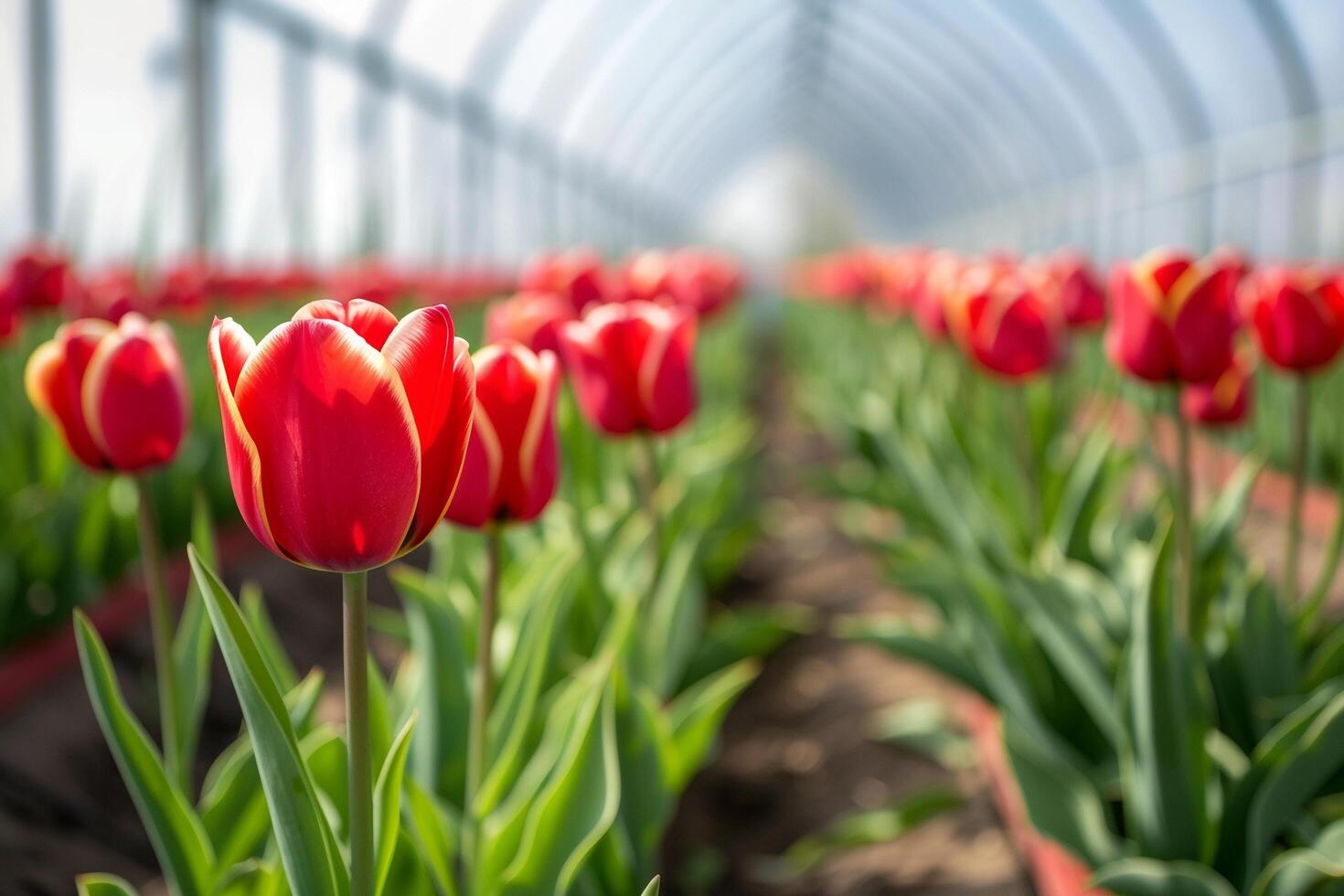 ai gerado vibrante tulipas florescendo dentro comercial estufa com ai gerado. foto
