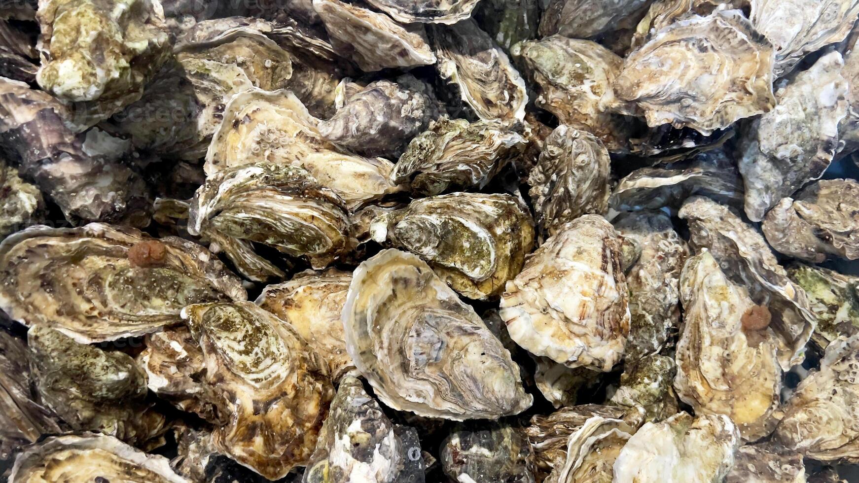 fechar-se do fresco ostras dentro a aquário com Claro água. viver frutos do mar antes culinária. marisco para culinária. família do marinho bivalve moluscos. foto