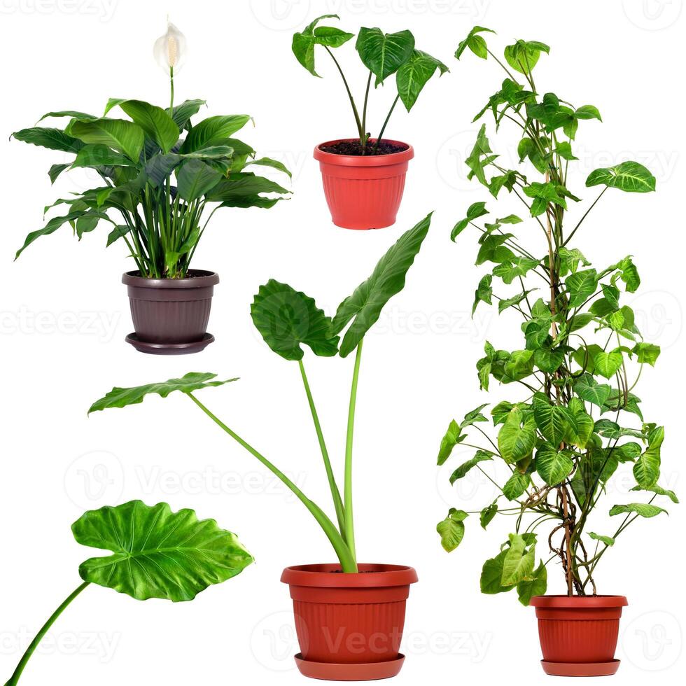 coleção do diferente casa plantas foto