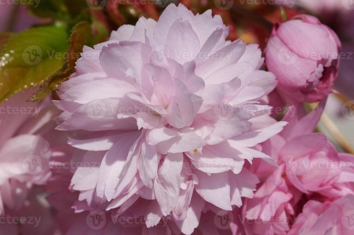 kiku-shidare-zakura, prunus serrulata foto