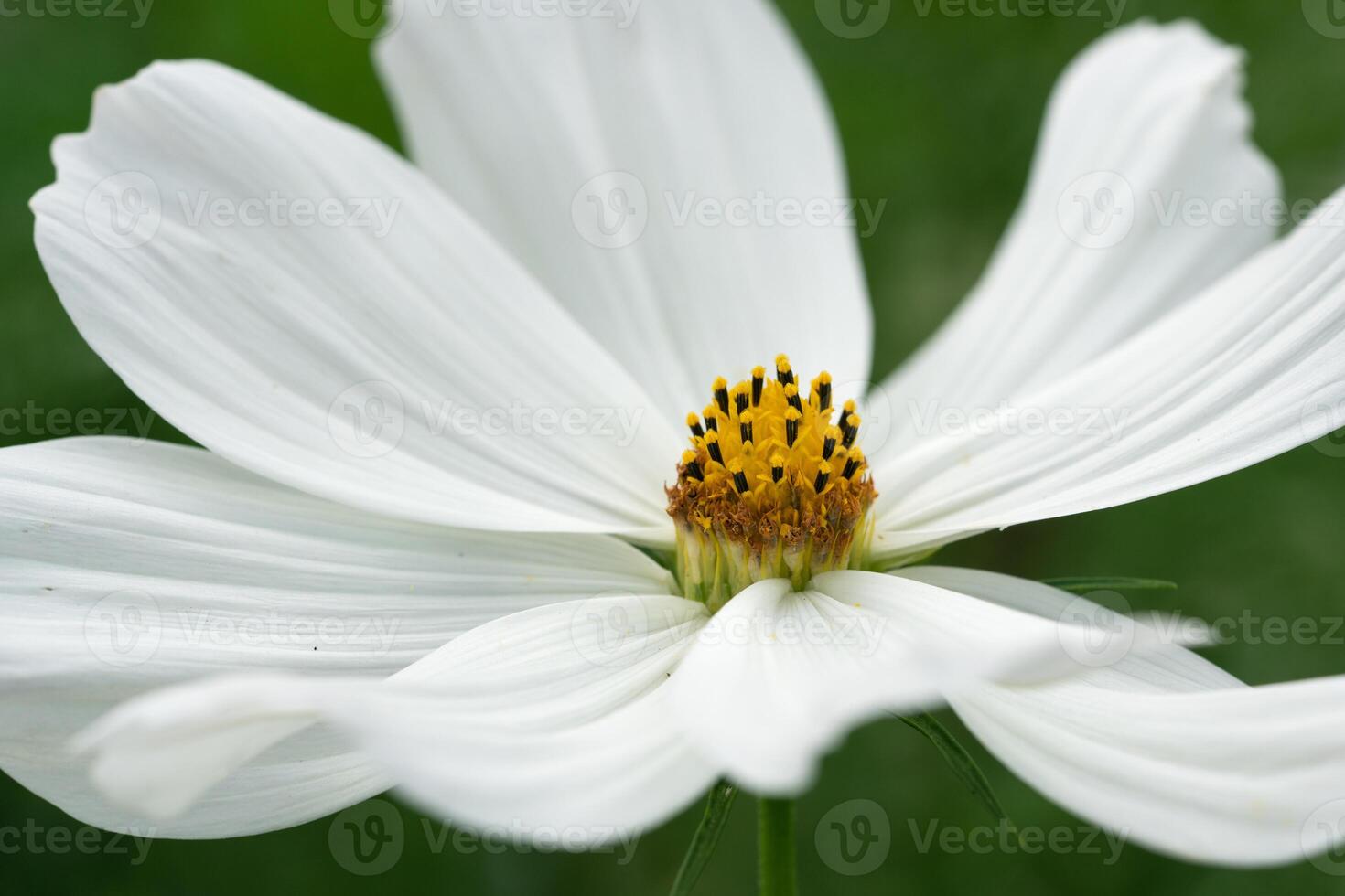 jardim cosmos, cosmos bipinnatus foto