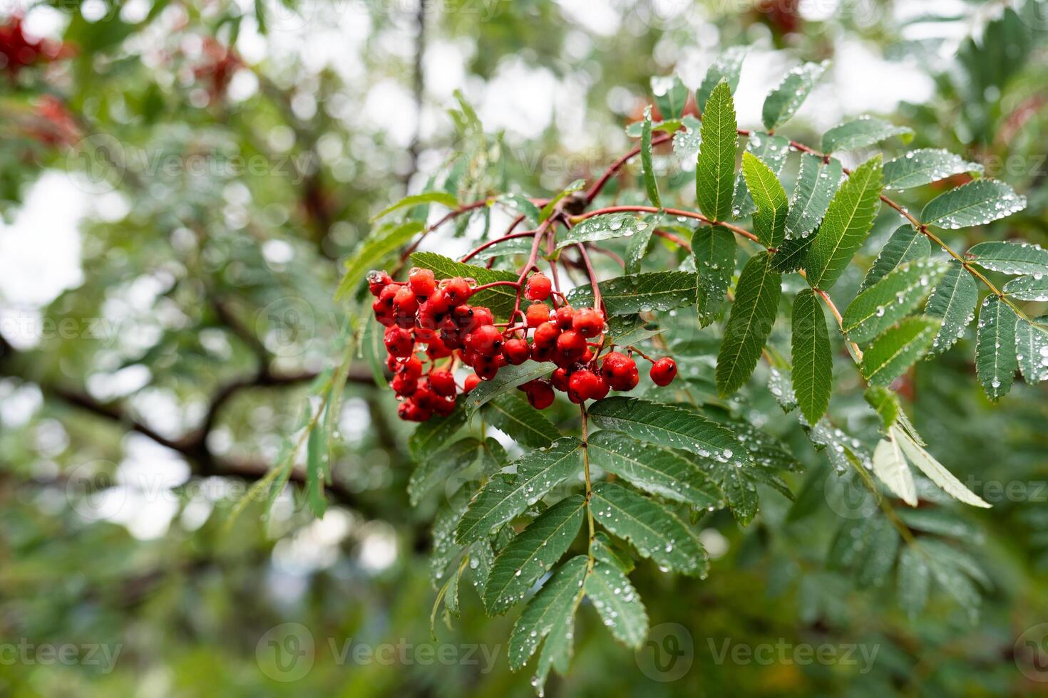 vermelho Rowan bagas fruta ou montanha cinzas, sorbus aucuparia cresce acima dentro a montanha floresta foto