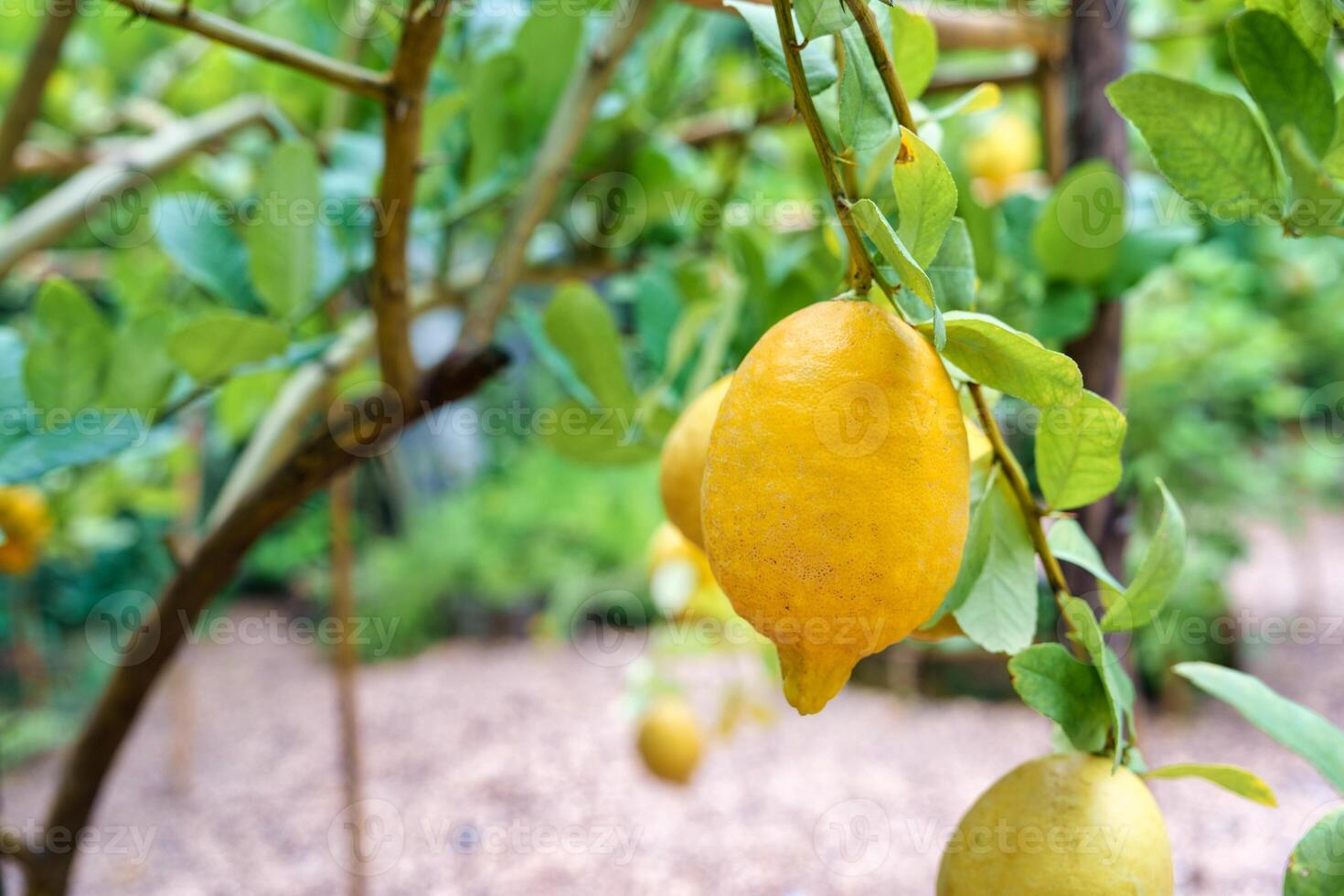 amarelo citrino limão e verde Laeves crescendo dentro a jardim foto