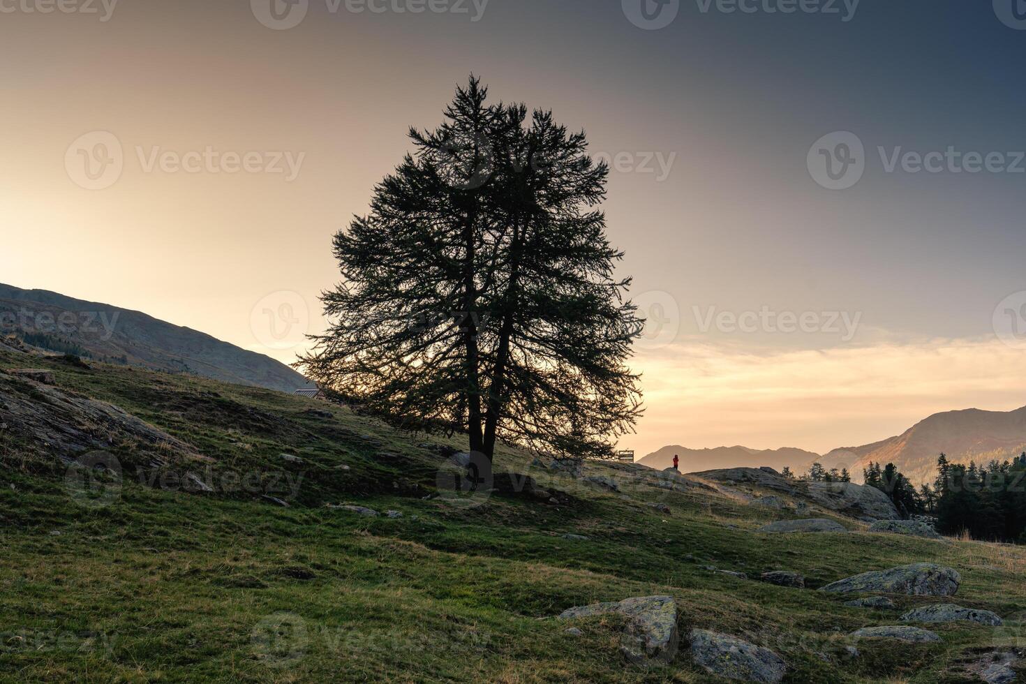 solitário ampla árvore e masculino caminhante em Colina dentro campo em a tarde foto