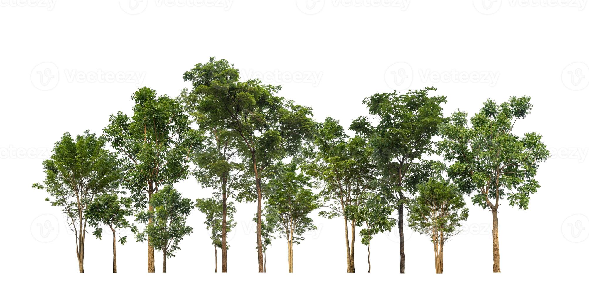 verde árvores isolado em branco fundo floresta e verão folhagem para ambos impressão e rede com cortar caminho e alfa canal foto