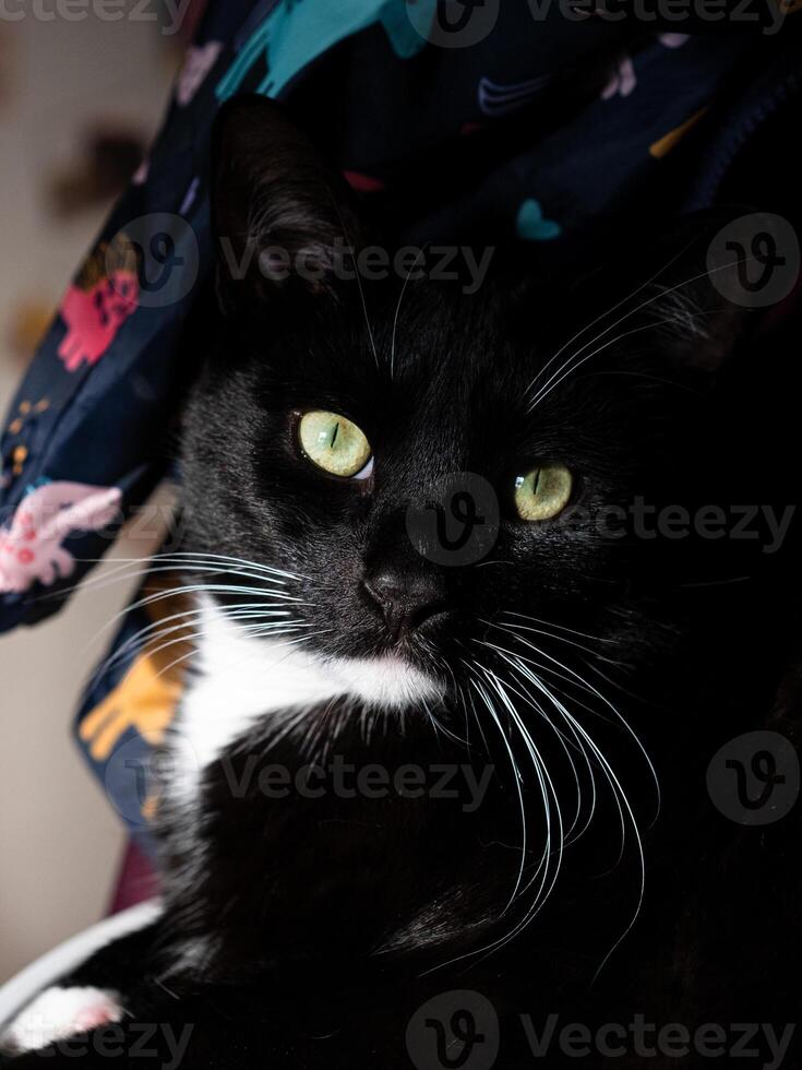 Preto gato com branco pescoço olhando para dentro a Câmera foto