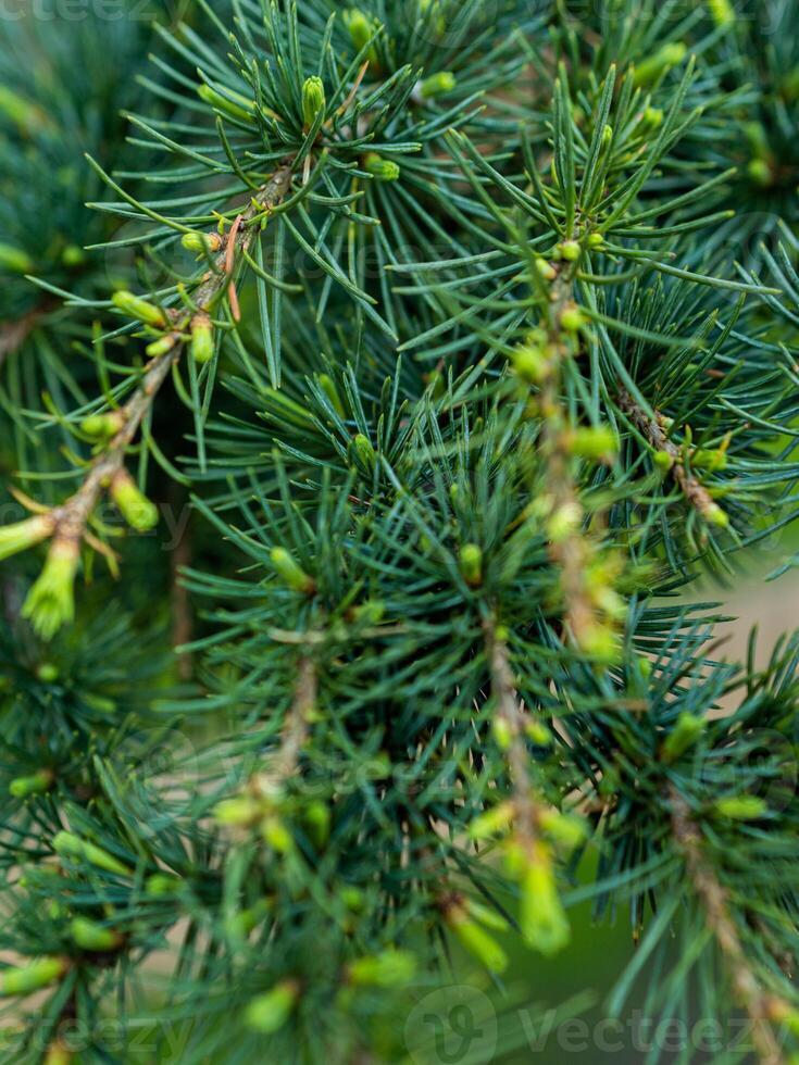 Sombrio verde pinho árvore ramo e agulhas textura foto