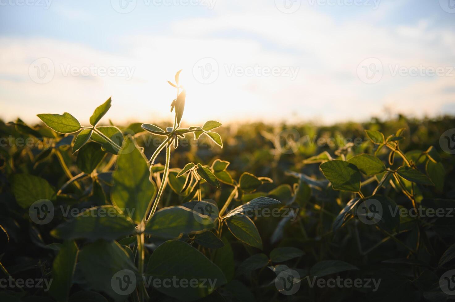 fechar acima do soja plantar dentro cultivado agrícola campo, agricultura e colheita proteção foto