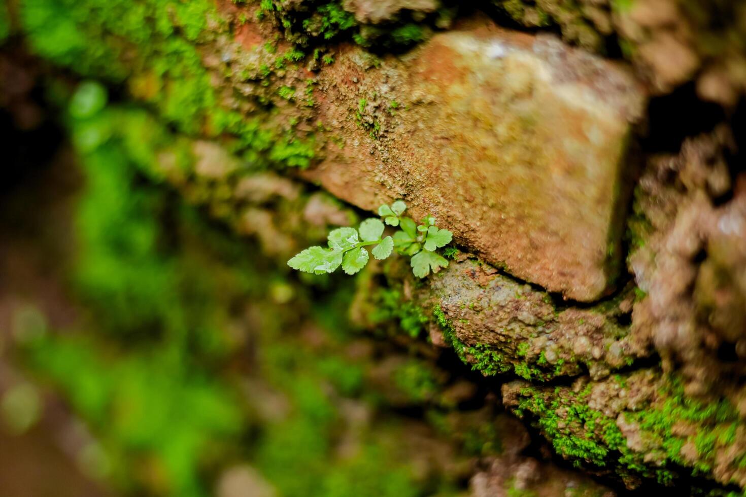 fechar acima do musgo textura dentro floresta tropical foto