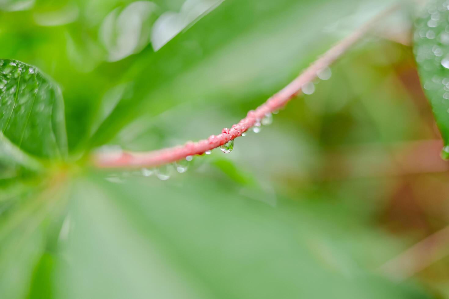 chuva cai em verde folhas foto