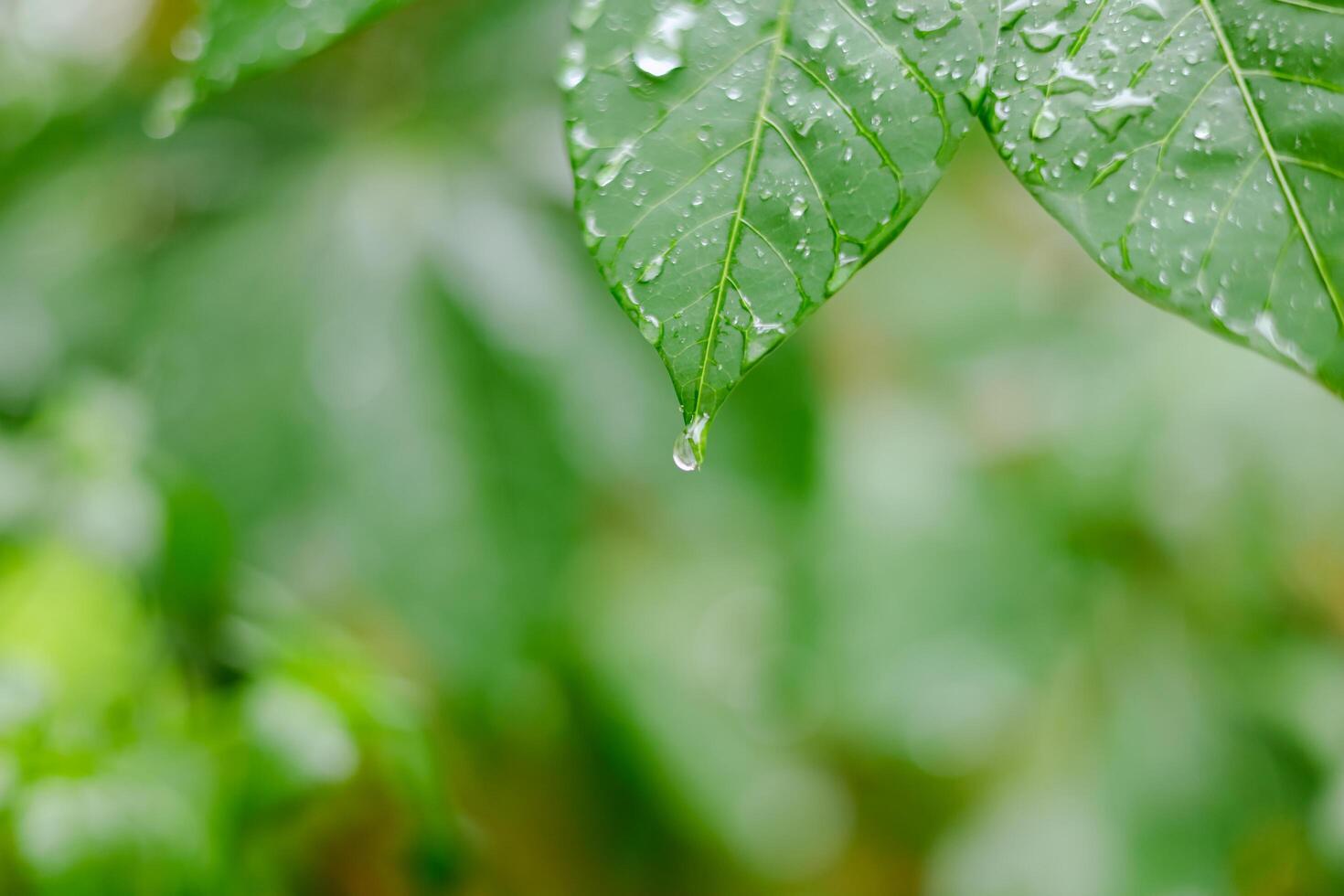 chuva cai em verde folhas foto