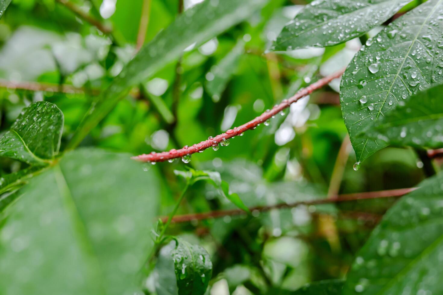 chuva cai em verde folhas foto