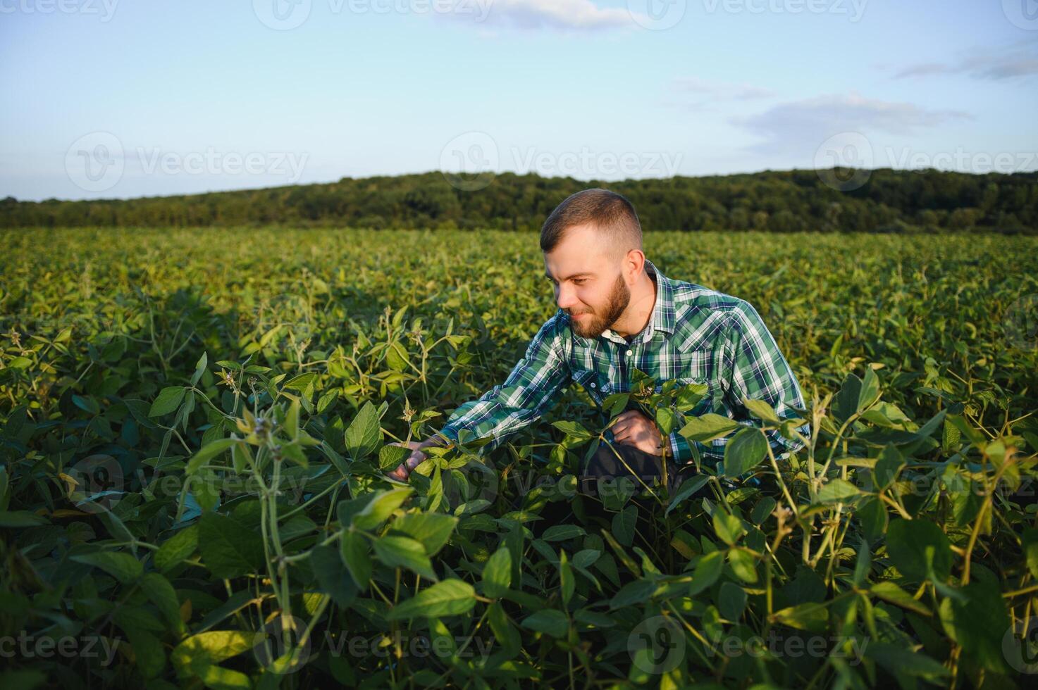 agrônomo inspeciona soja colheita dentro agrícola campo - agro conceito - agricultor dentro soja plantação em Fazenda foto