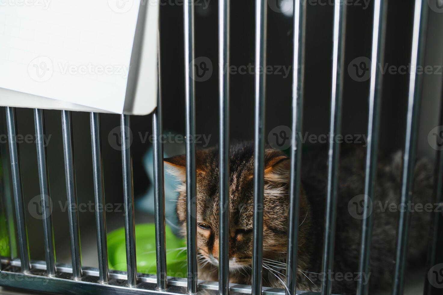 abandonado gato atrás a cerca dentro animal abrigo. animal adoção. brincalhão malhado gato foto