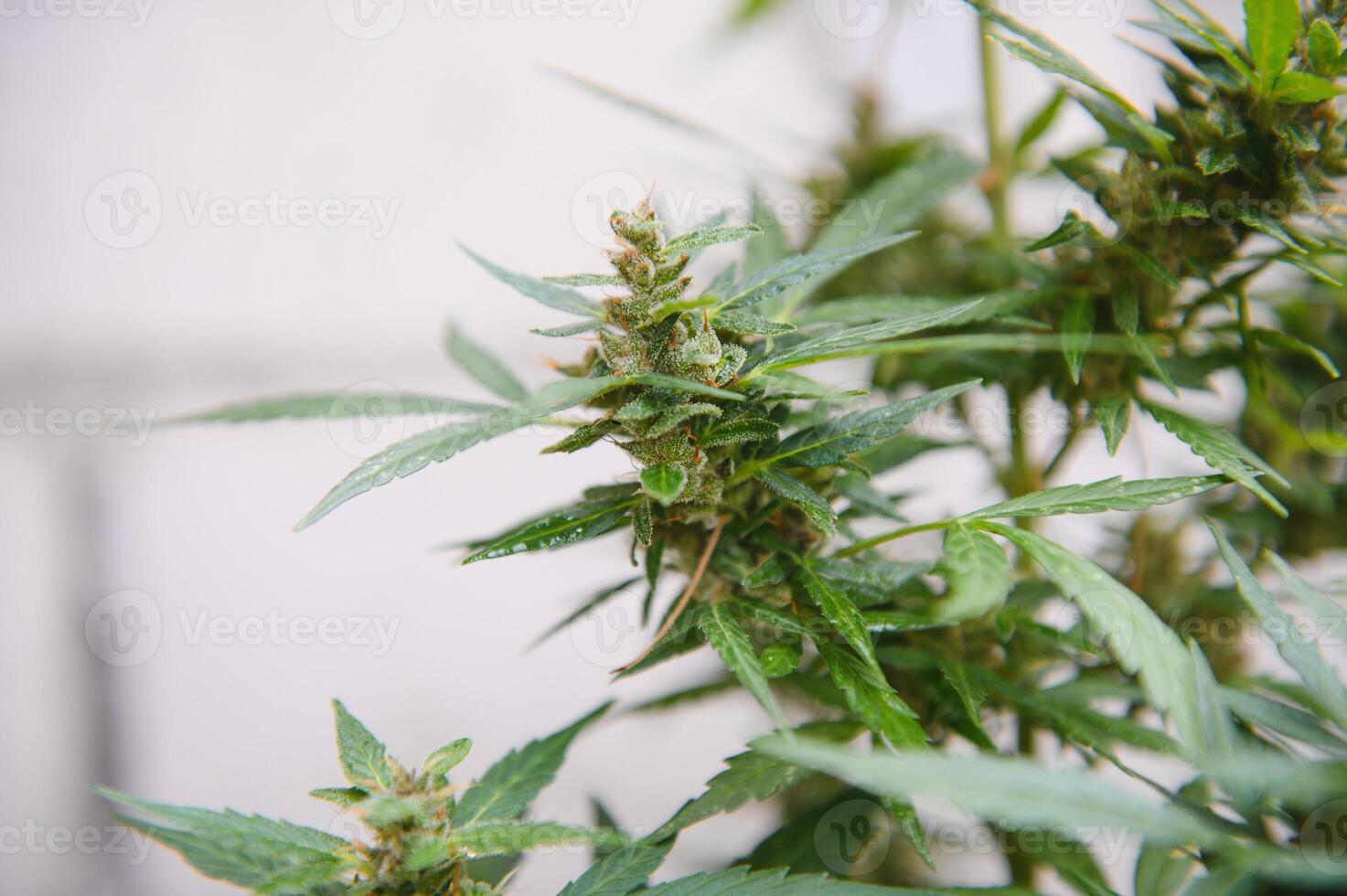 interior médico cannabis dentro flor maconha plantar lar. foto