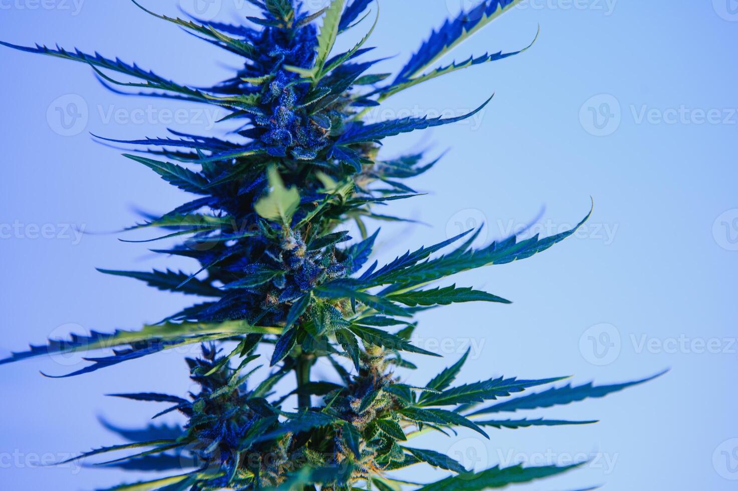 profundo roxa cannabis plantar. maconha flor. médico maconha dentro tolet néon luz em Preto fundo. estético lindo cannabis cânhamo foto